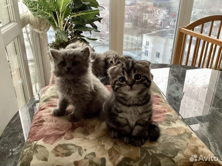 Шотландская