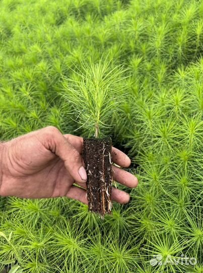 Сосна сеянцы с зкс и окс Лиственница Ель Кедр