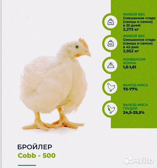 Цыплята бройлеры суточные 17 мая