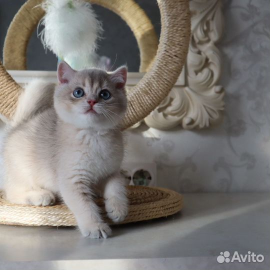 Британские котята голубая золотистая шиншилла