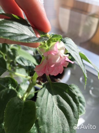 Ванька мокрый комнатные цветы