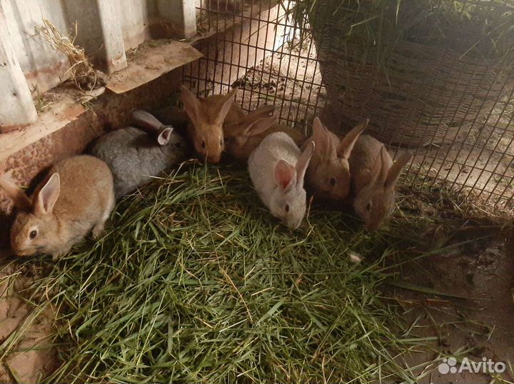 Кролики колифарниец и советская шиншила