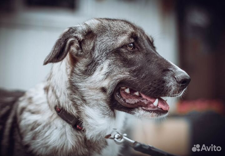 Тесса ищет дом