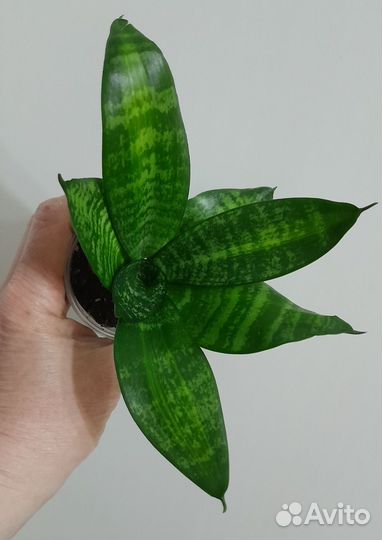 Сансевиерия ханни медиопикта