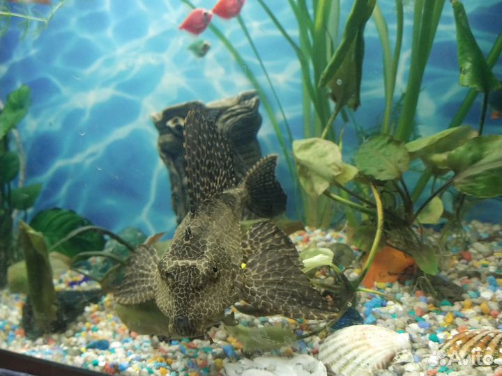 Сом птеригоплихт