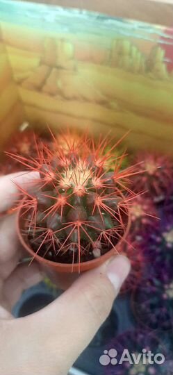 Эхинокактус