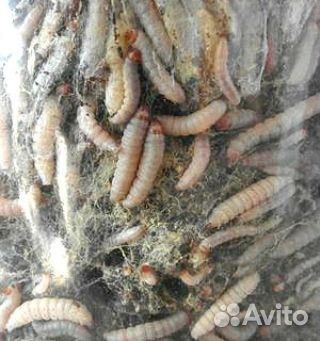 Готовый продукт (личинка,пжвм,огневка)