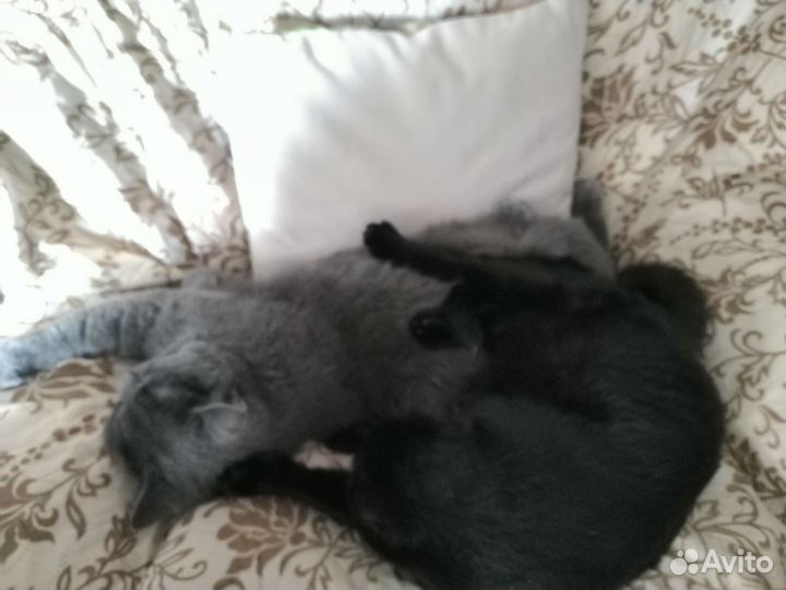 Домашняя атмосфера для ваших любимцев