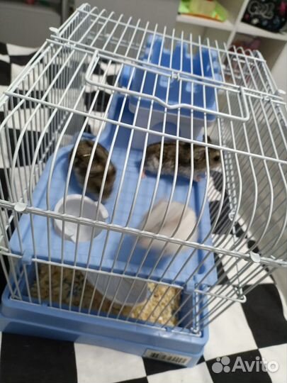 Джунгарский хомяк