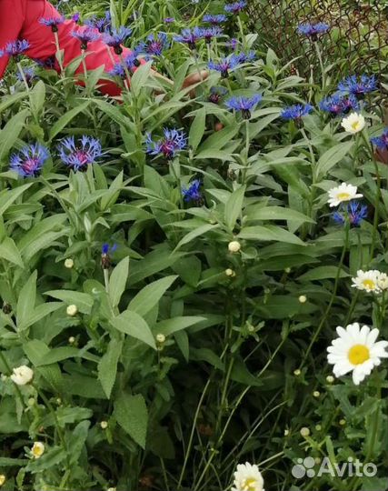 Вербейник, василёк садовый,сентябрины, энотера