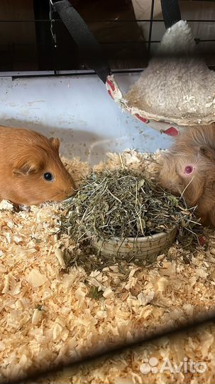 Две морские свинки с приданным