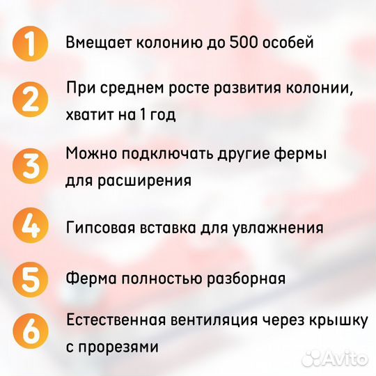 Муравьиная ферма 