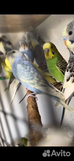 Волнистый попугай