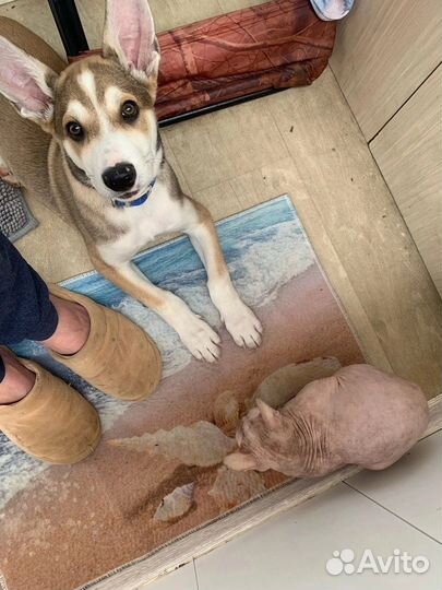 Собака в добрые руки щенок