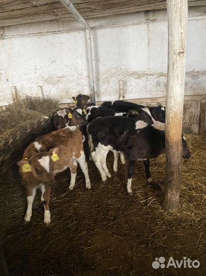 Телки бычки телята