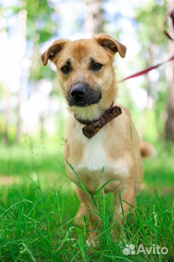 Собаке плохо в приюте