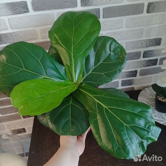 Фикус лирата колумнарис