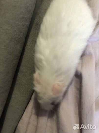 Продаю хомяка С домом И С набором еды