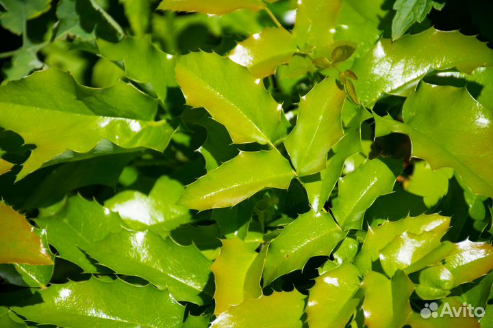 Магония Падуболистная