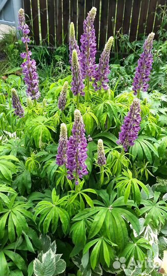 Флоксы (саженцы). Золотарник. Люпин