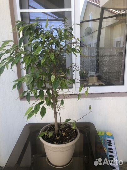 Фикус бенджамина большой