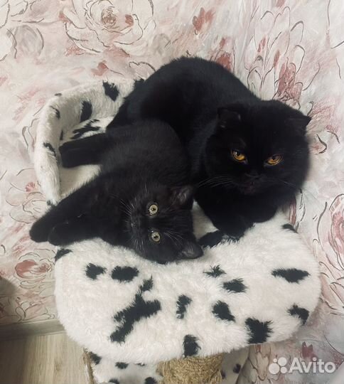 Шотландская кошка