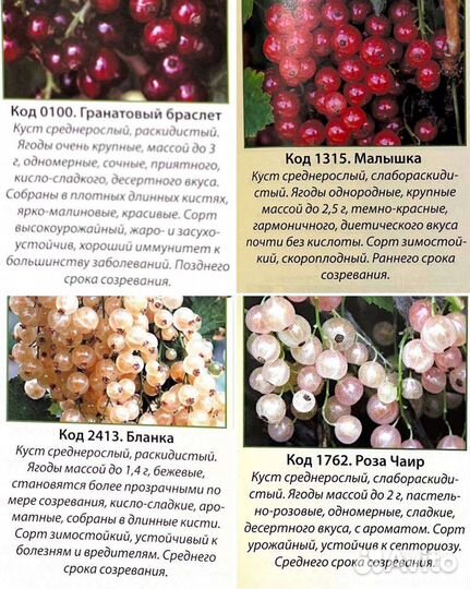 Саженцы смородины