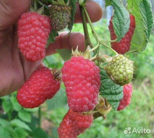 Саженцы малины. Ремонтантная и обычная малина