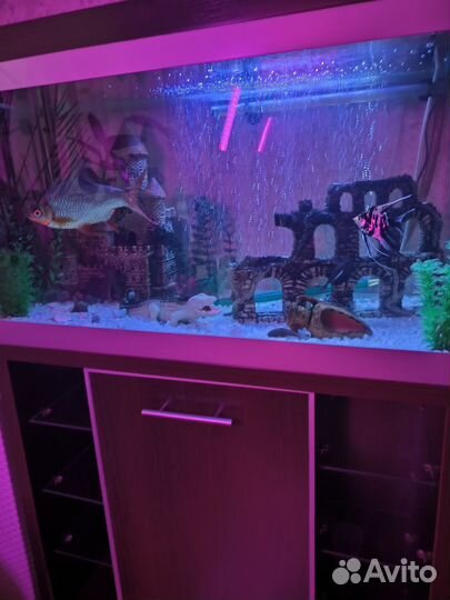 Аквариум с тумбой 150л с рыбками и оборудование