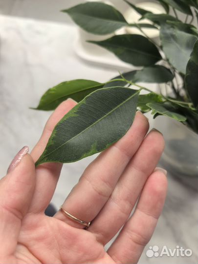 Черенки фикуса и олива