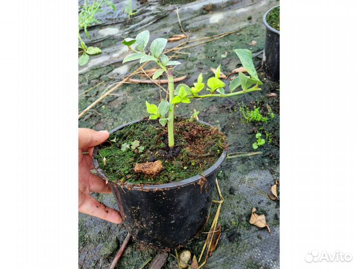 Голубика сорт Блюкроп