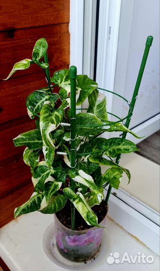 Сортовые сингониумы