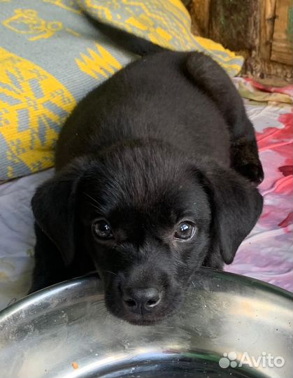 Щенок в добрые руки бесплатно