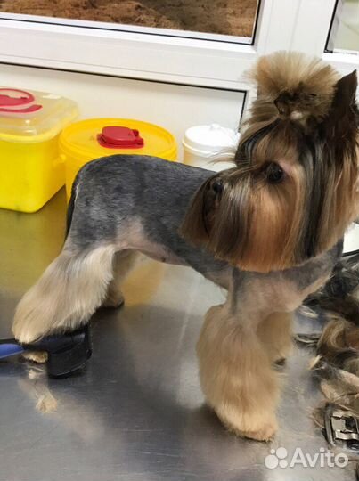 Грумер. Стрижка собак и кошек на дому