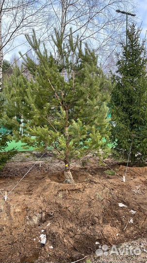 Сосна обыкновенная, крупномер