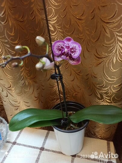 Орхидея фаленопсис