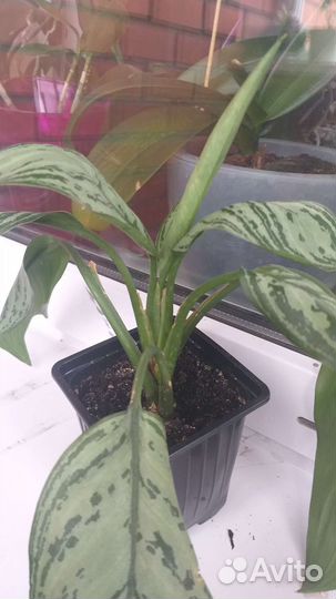 Комнатные цветы