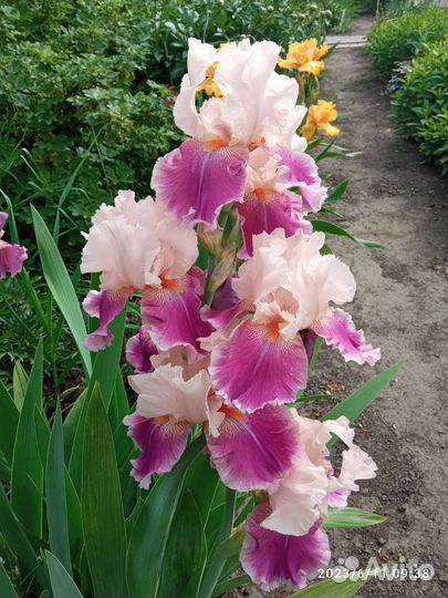 Ирисы бородатые сортовые