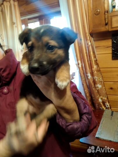 Маленькая собака в добрые руки бесплатно