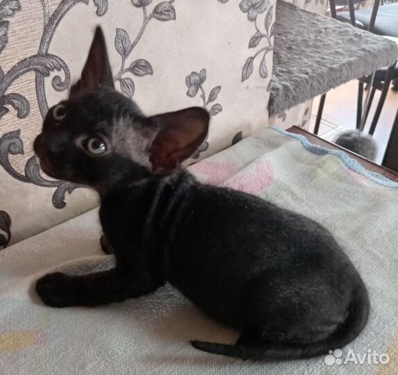 Котята сфинкс