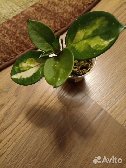 Комнатные растения