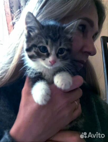 Котёнок 2,5 месяца