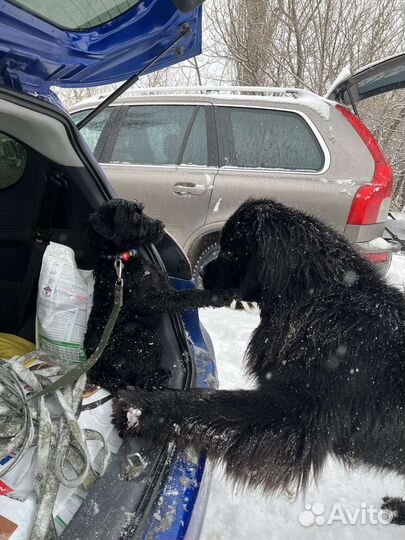 Мойка и чистка собак крупных пород