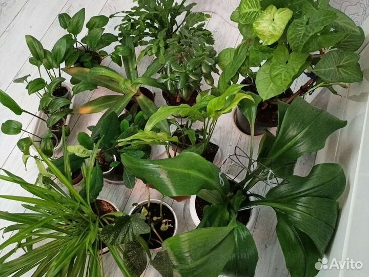 Цветы разные