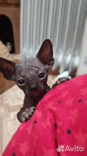 Канадский сфинкс