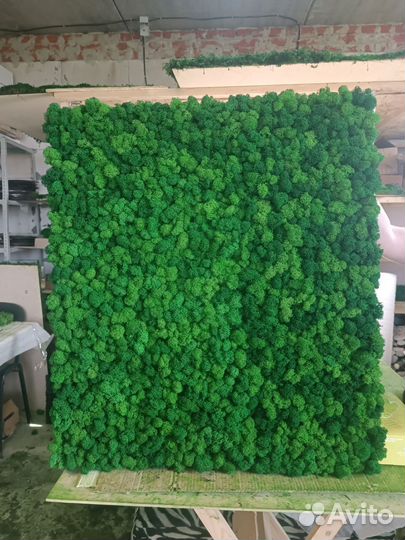 Мох стабилизированный оптом и в розницу