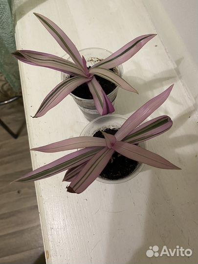 Рео традесканция покрывальчатая