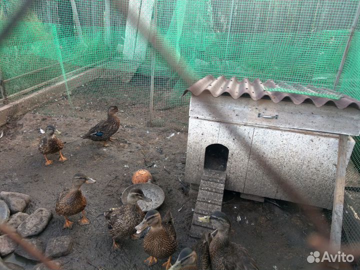 Подсадные утки