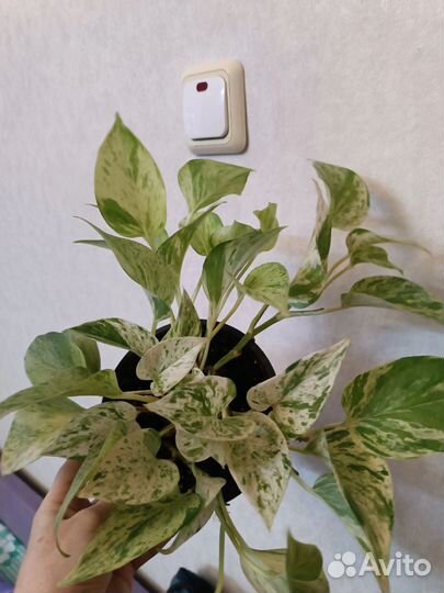 Сциндапсус хеппи лиф