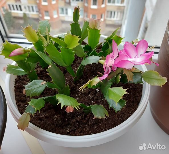 Комнатное растение Шлюмбергера Декабрист розовый